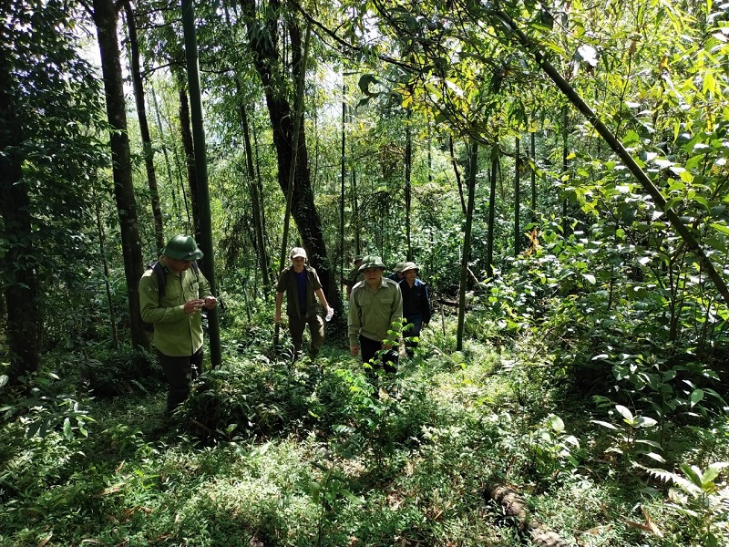 Nâng cao hiệu quả công tác bảo vệ và phát triển rừng