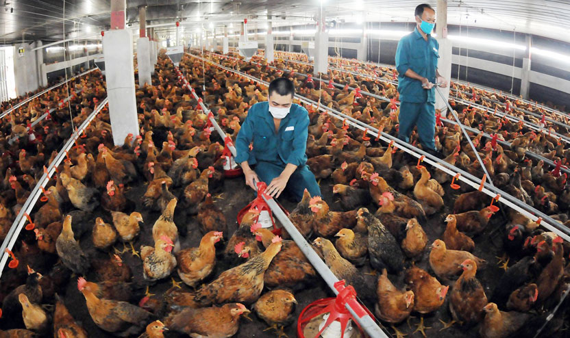 Tập trung phát triển các vùng chăn nuôi hữu cơ