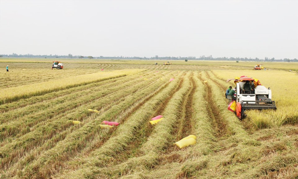 Đẩy mạnh phát triển, xây dựng các chuỗi ngành hàng chủ lực