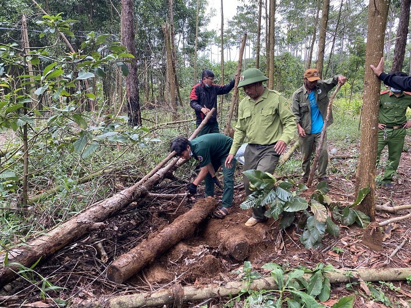 Điều tra, xử lý nghiêm hai vụ phá rừng tại Bảo Lộc, Bảo Lâm