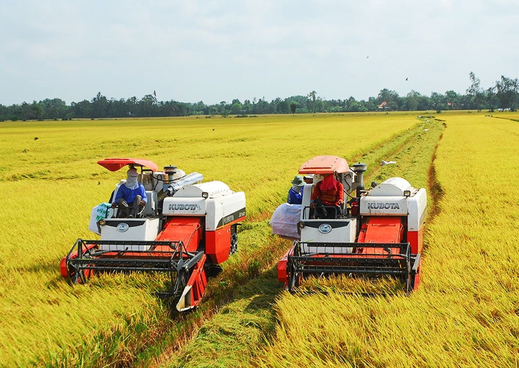 Đẩy mạnh xây dựng, cấp mã số vùng trồng phục vụ xuất khẩu