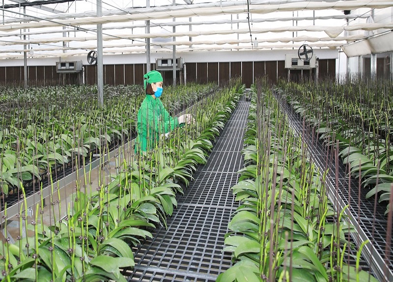 Đẩy mạnh đổi mới sáng tạo, ứng dụng chuyển giao công nghệ