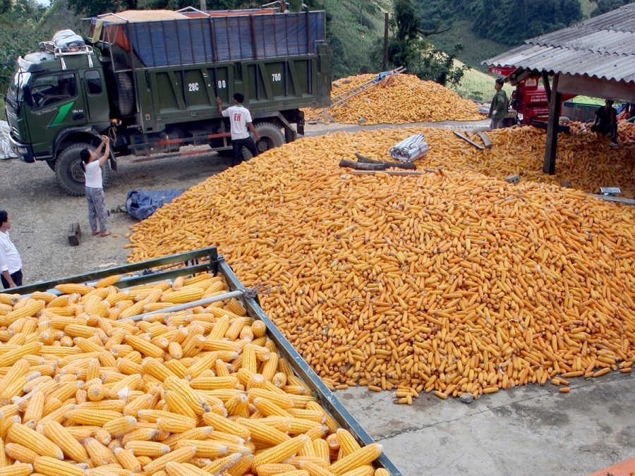 Nhập khẩu nguyên liệu thức ăn chăn nuôi lên tới 3,1 tỷ USD