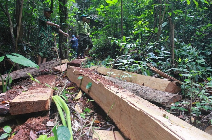 Liên tiếp phát hiện các vụ phá rừng nghiêm trọng