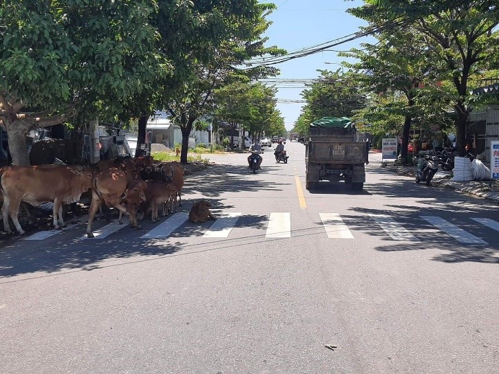 Đà Nẵng: Thả rông gia súc gây mất mỹ quan đô thị, tiềm ẩn nguy cơ tai nạn