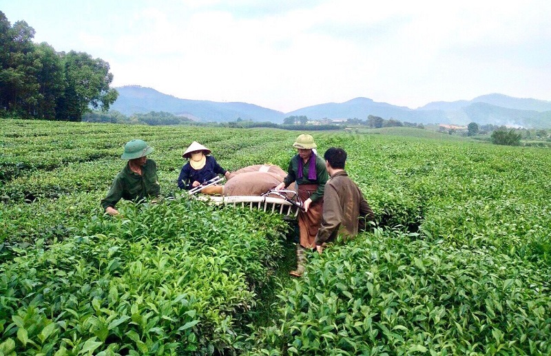 Thúc đẩy phát triển sản xuất chè bền vững