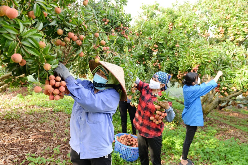 Đẩy mạnh tiêu thụ, xuất khẩu nông sản chủ lực