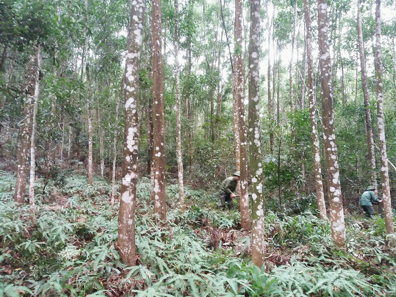Đẩy mạnh phát triển lâm nghiệp bền vững