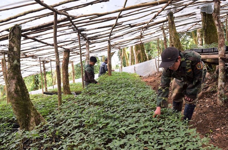 Mở rộng diện tích, nâng cao chất lượng vùng trồng cây dược liệu