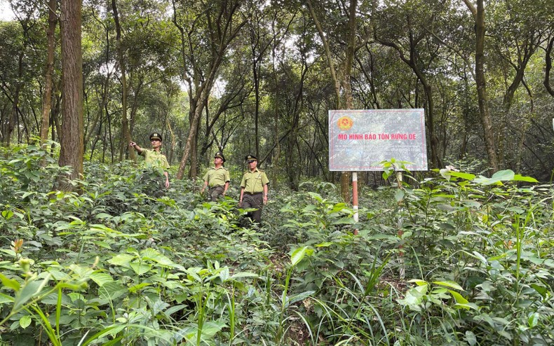 Chủ động phòng chống cháy rừng cấp cực kỳ nguy hiểm