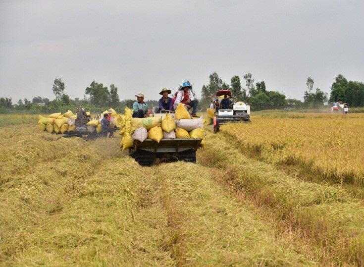 Thúc đẩy sản xuất, tiêu thụ bền vững chuỗi lúa gạo vùng ĐBSCL