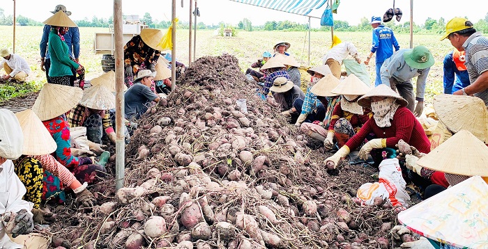 Khoai lang, tổ yến được xuất khẩu chính ngạch sang thị trường Trung Quốc