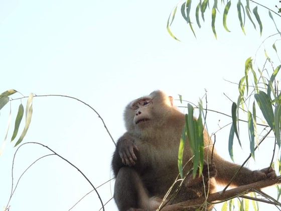 Tuyên Hóa (Quảng Bình): Cứu hộ, tái thả cá thể khỉ quý hiếm về tự nhiên