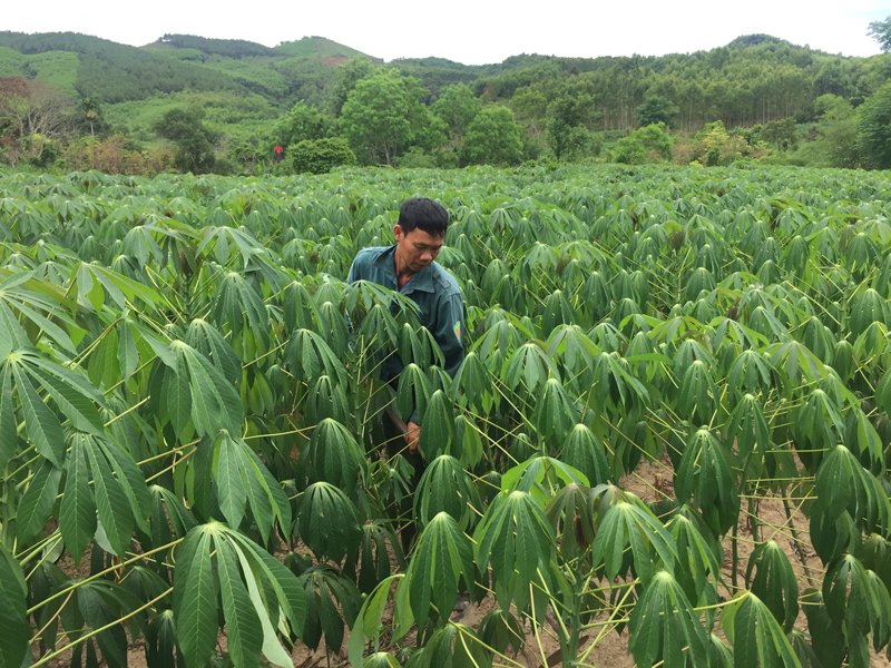 Quảng Bình hỗ trợ phát triển sản xuất nông nghiệp hướng tới giảm nghèo bền vững