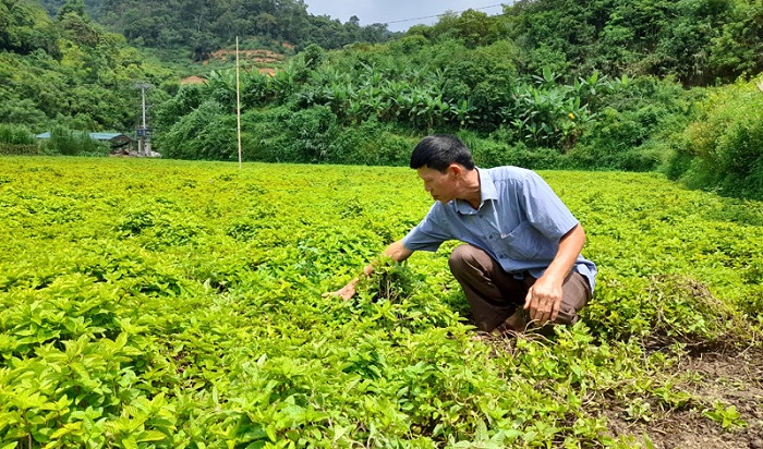 'Thạch đen' - cây trồng giúp người dân Thạch An (Cao Bằng) xóa đói, giảm nghèo