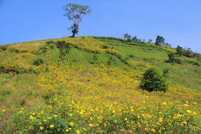Mùa hoa dã quỳ dưới chân núi Chư Đăng Ya