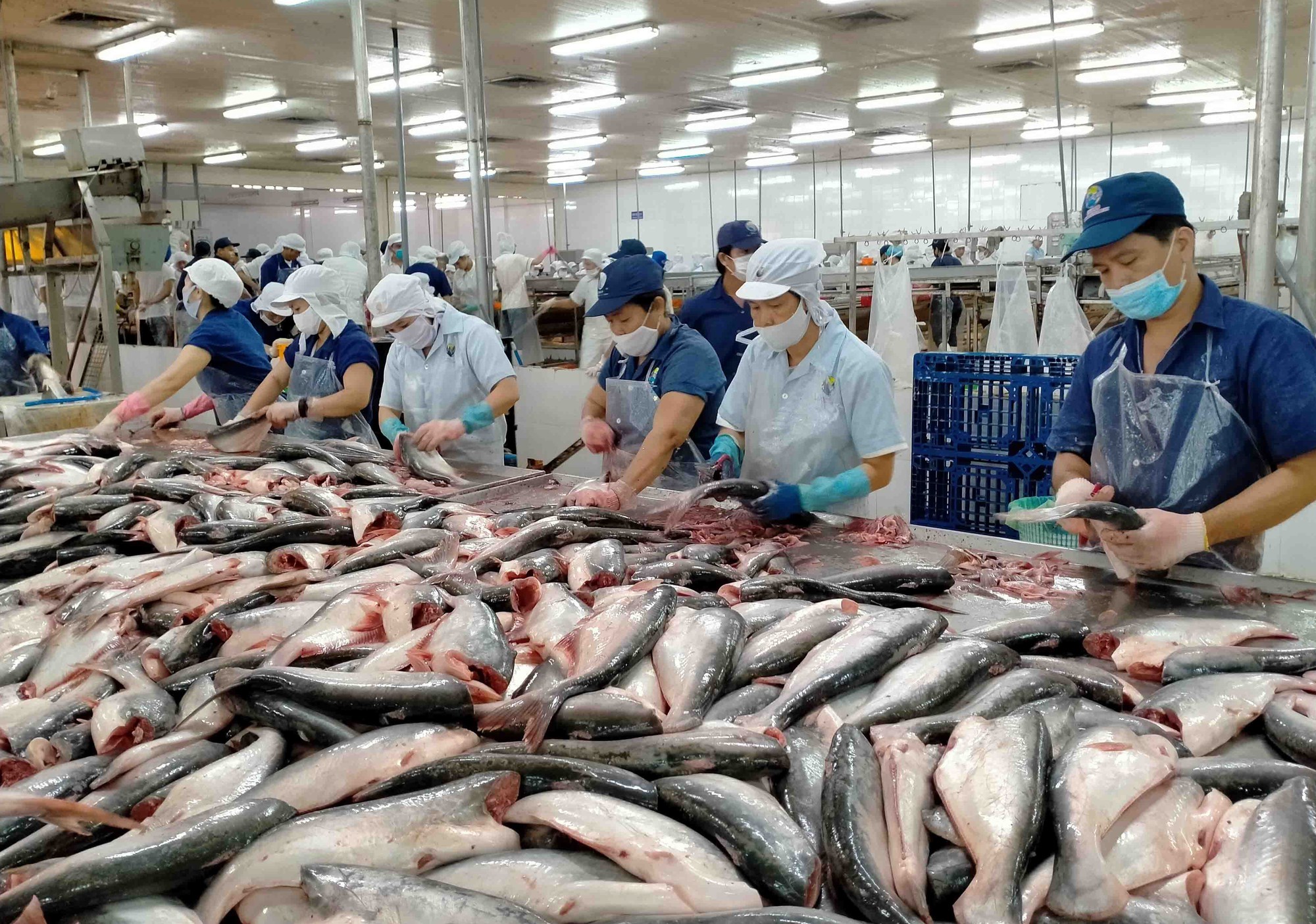 Cơ hội gia tăng kim ngạch xuất khẩu cá tra tại các thị trường nhỏ