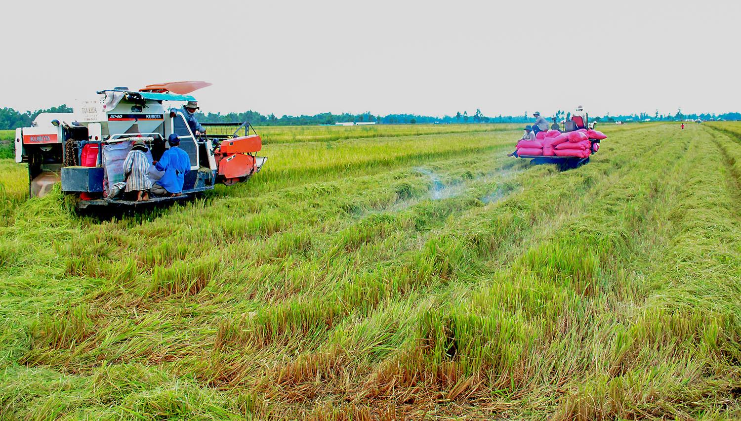 Đẩy mạnh ứng dụng khoa học kỹ thuật trong sản xuất lúa gạo