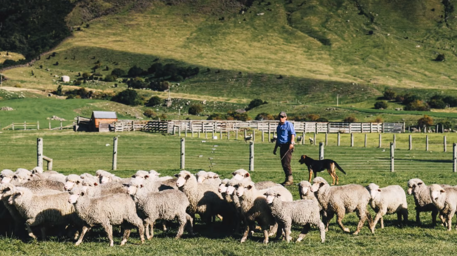 New Zealand công bố dự thảo định giá khí thải nông nghiệp