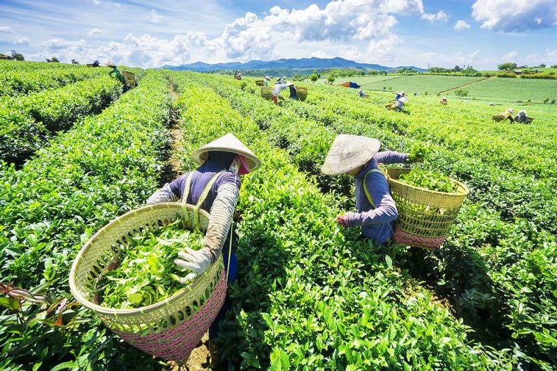 Nhãn hiệu tập thể “Chè Thái Nguyên” được bảo hộ tại 6 quốc gia