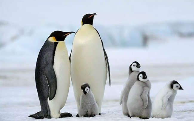 Số lượng chim cánh cụt vua lớn nhất thế giới giảm tới 90% | Môi trường |  Vietnam+ (VietnamPlus)