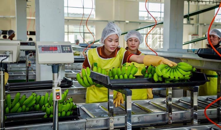 Thị trường Trung Quốc tăng nhập khẩu trái chuối từ Việt Nam