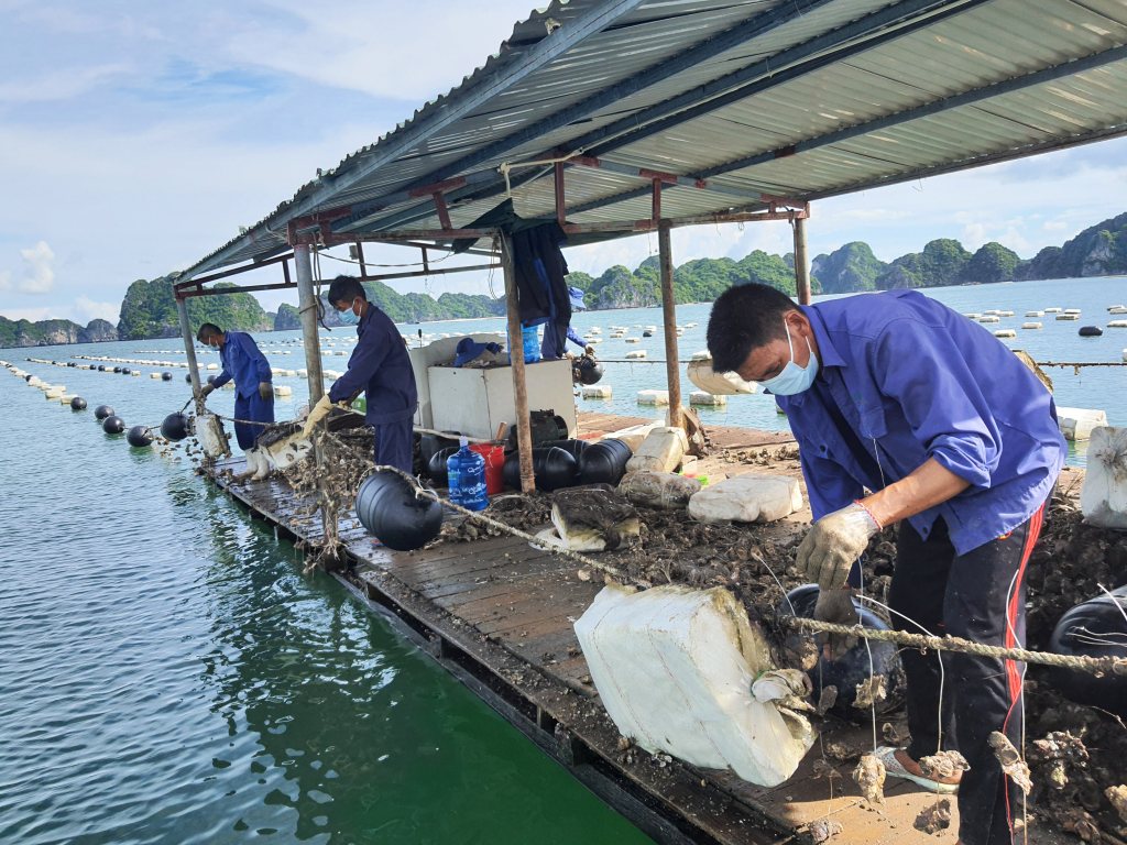 Nâng cao giá trị sản xuất, phát triển bền vững nghề nuôi biển