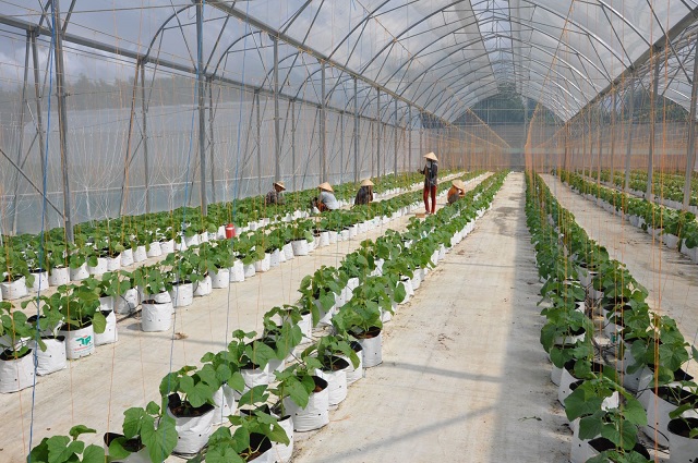 Phát triển nông nghiệp công nghệ cao theo hướng bền vững