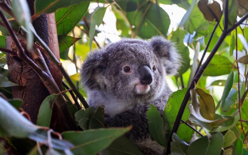 Australia: Tín hiệu tích cực trong công tác bảo loài gấu koala