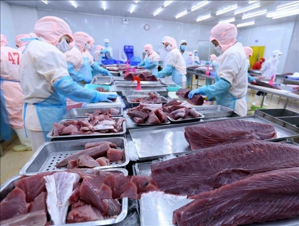 Tận dụng cơ hội xuất khẩu cá ngừ sang thị trường Canada