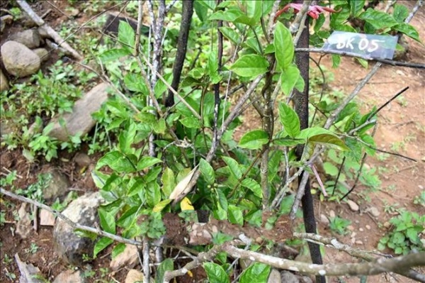 Phát triển cây dược liệu quý tại Khu bảo tồn thiên nhiên Pù Hu