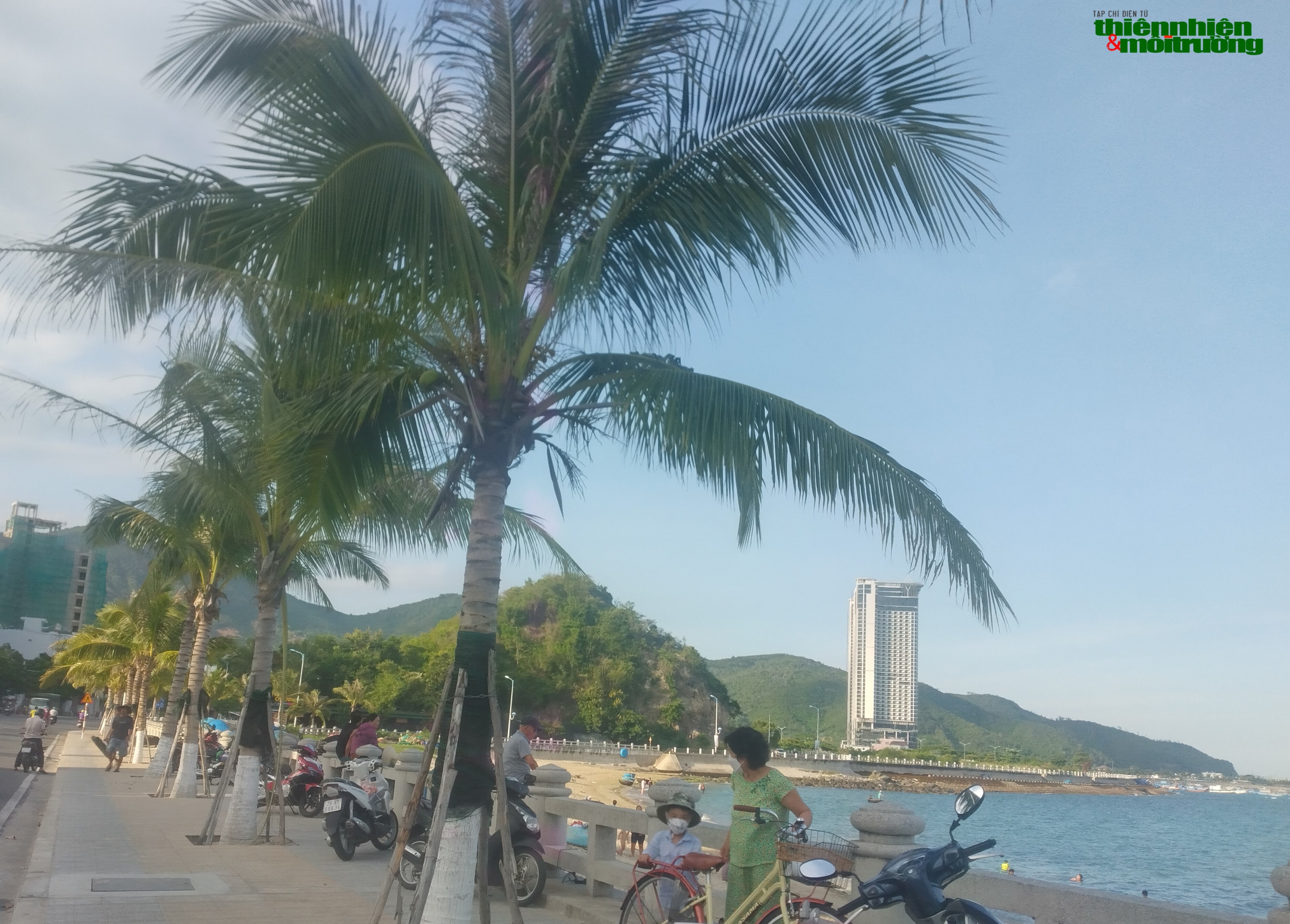 Đốn hạ hàng dừa lâu năm ven biển Nha Trang