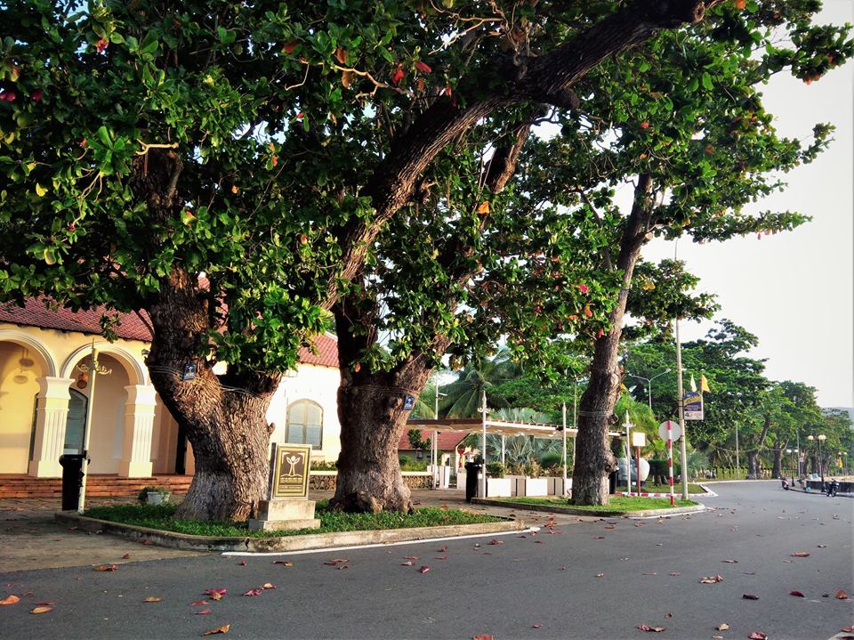 Những cây bàng ở Côn Đảo