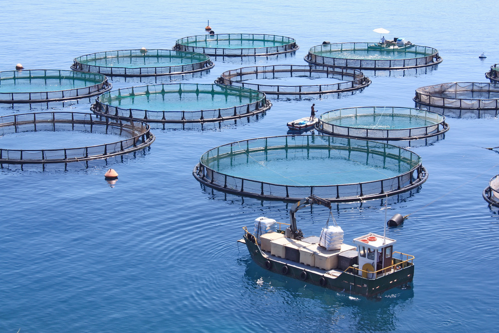 Phát triển nuôi trồng thủy sản trên biển bền vững
