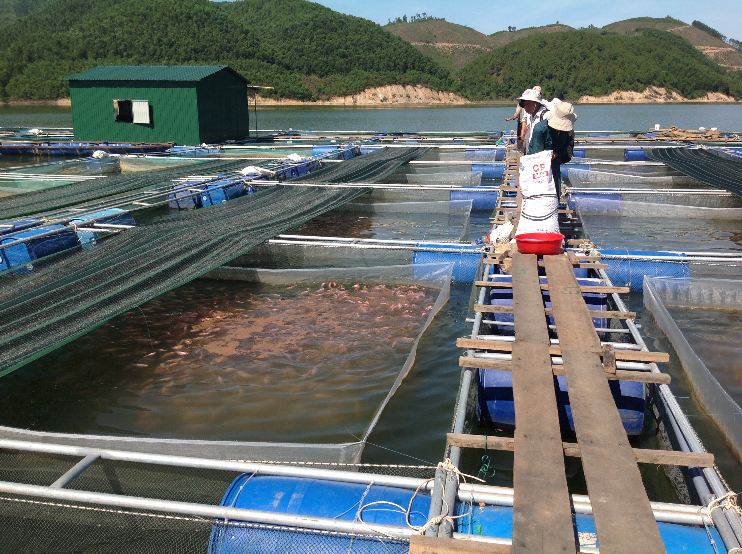 Nâng cao hiệu quả nuôi trồng thủy sản trên hồ chứa