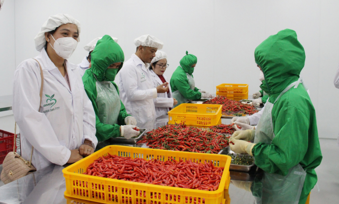 Nâng cao năng lực chế biến các sản phẩm rau quả