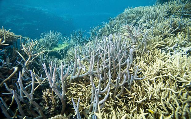 Hơn 90% rạn san hô Great Barrier Reef bị tẩy trắng