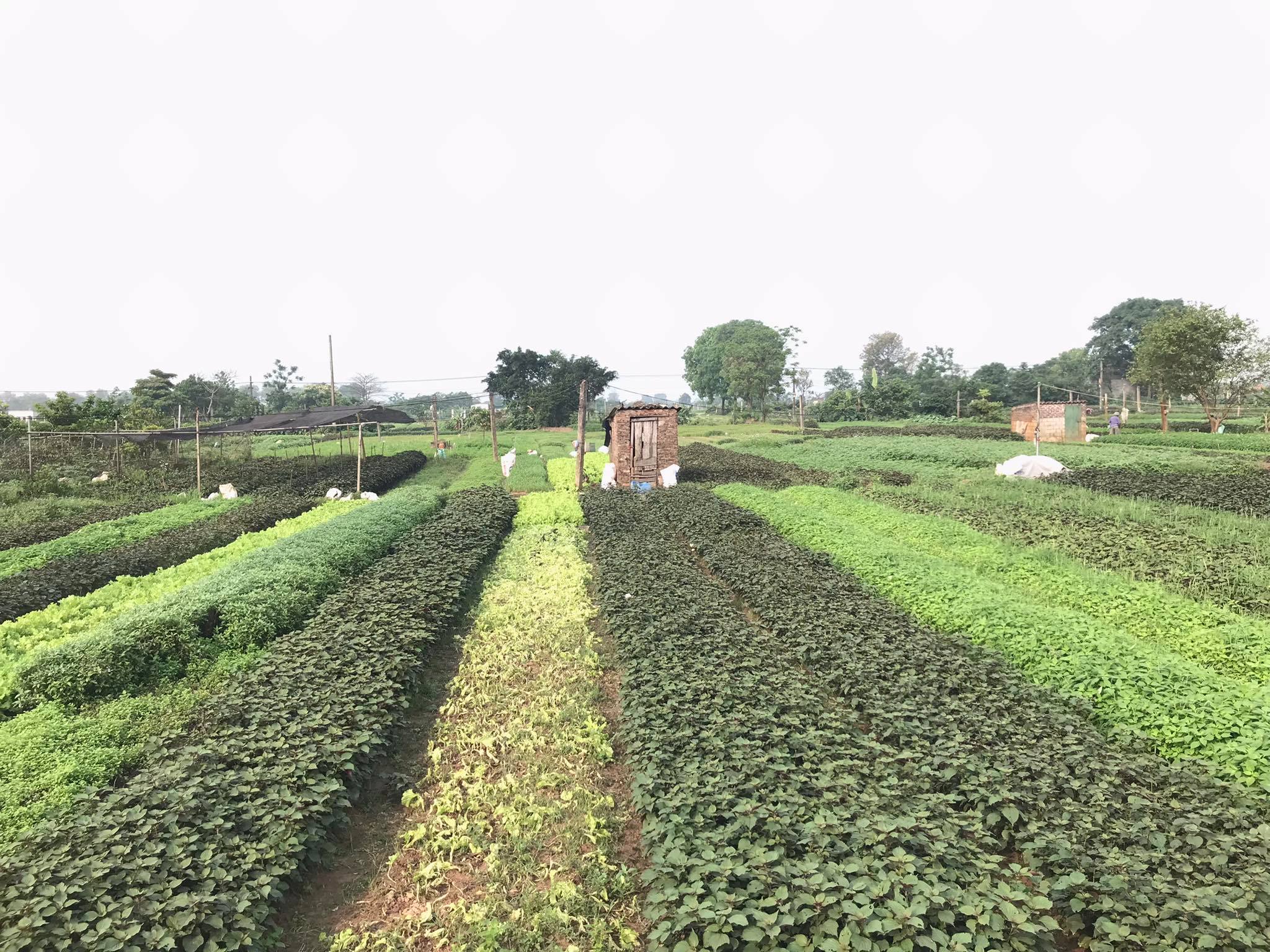 Phát triển vùng trồng rau gia vị an toàn