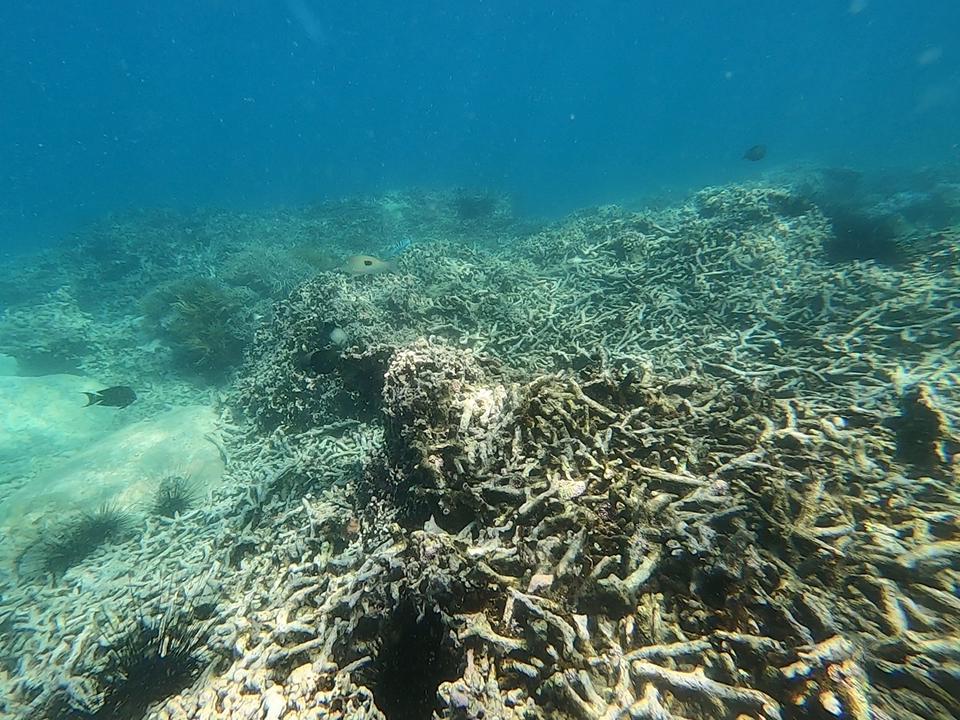 Đảm bảo đánh giá cụ thể nguyên nhân san hô chết tại vịnh Nha Trang