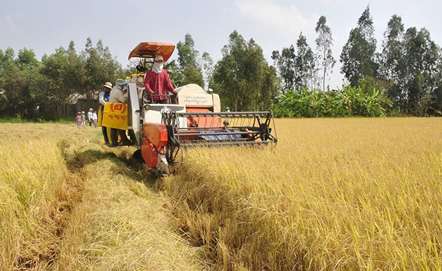 Tăng cường liên kết sản xuất và tiêu thụ lúa gạo bền vững