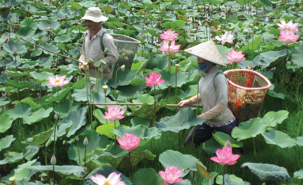 Đẩy mạnh liên kết nâng cao chuỗi giá trị sản phẩm từ cây sen