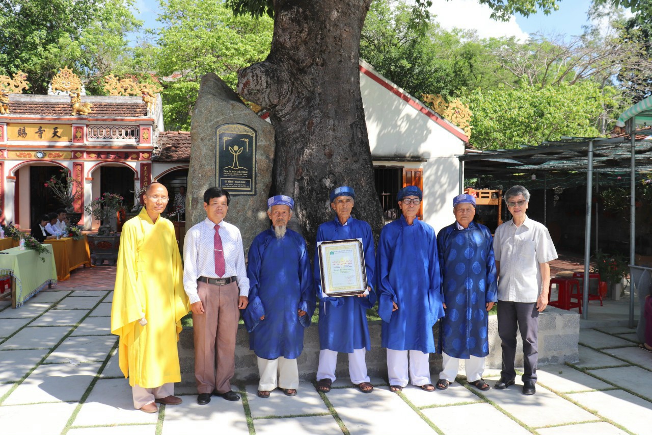 Khánh Hòa: Cây Trôm mủ 270 năm tuổi được công nhận Cây Di sản