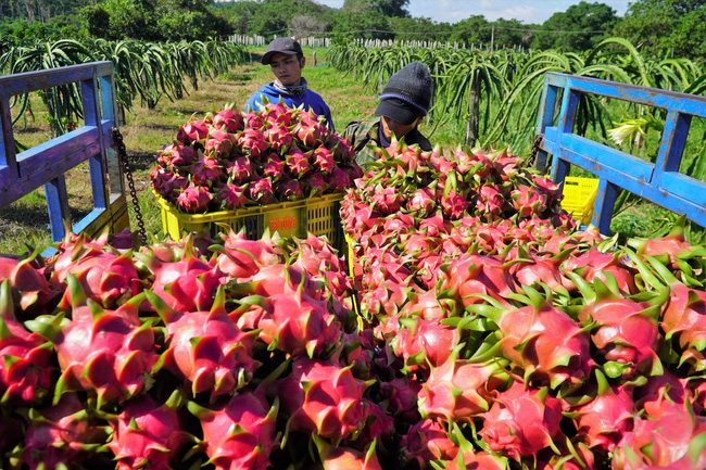 Phát triển bền vững sản xuất, tiêu thụ sản phẩm trái cây chủ lực phía Nam