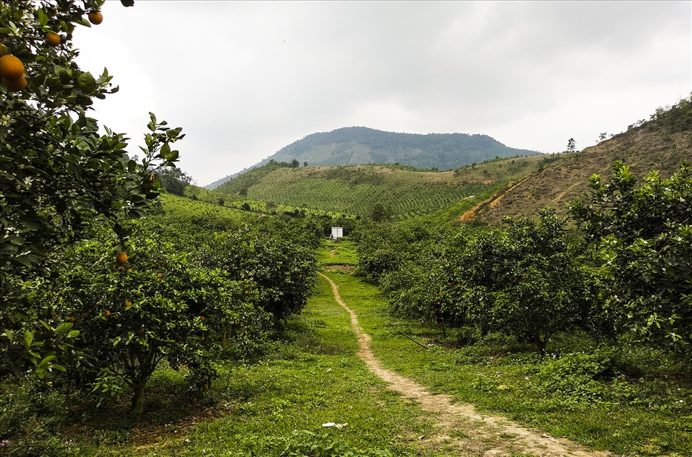 Phát triển bền vững vùng nguyên liệu cây ăn quả tại các tỉnh miền núi phía Bắc