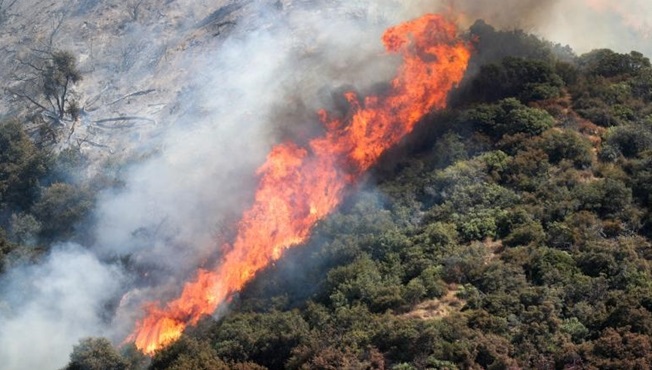 Cháy rừng đe dọa hàng trăm loài động vật hoang dã ở California