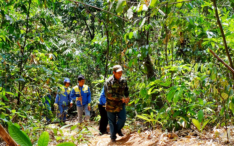 Nâng cao hiệu quả triển khai chính sách giao khoán bảo vệ rừng