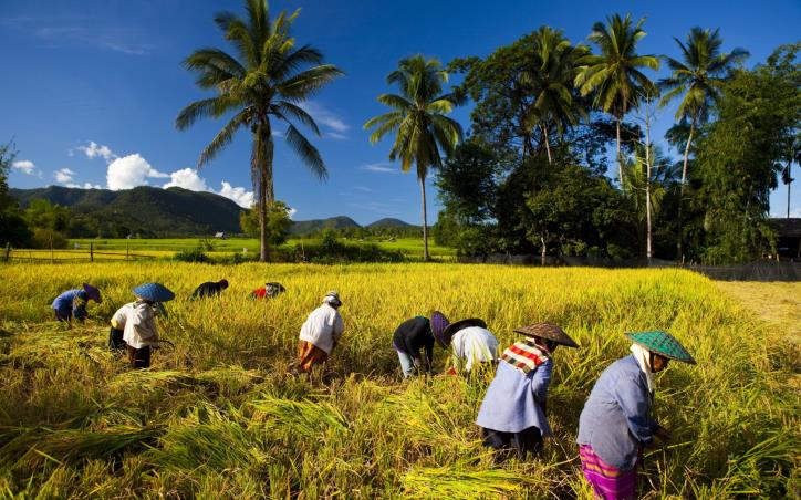 Ngành lúa gạo Đông Nam Á đối điện với thách thức từ El Nino