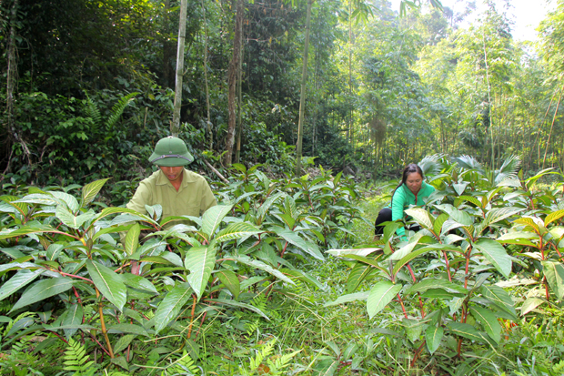 Bảo tồn và phát triển cây dược liệu dưới tán rừng