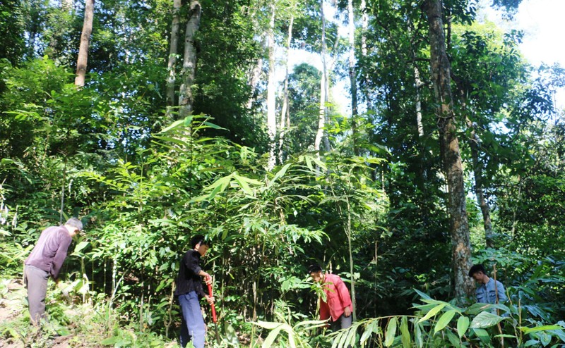 Phát triển bền vững các giá trị của hệ sinh thái rừng