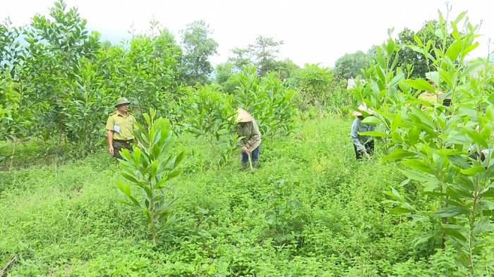 Thái Nguyên tăng cường công tác quản lý, bảo vệ và phát triển rừng